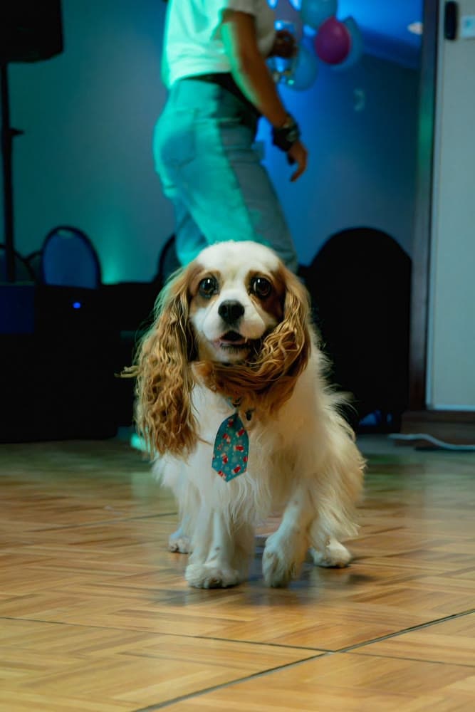 Highgate Portugal — 2